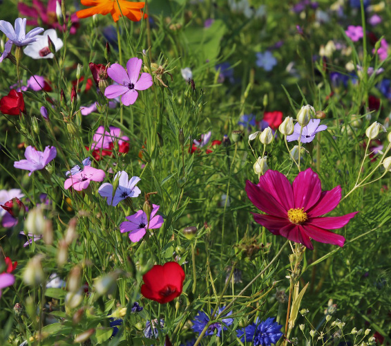 Garten. Blumenwiese.