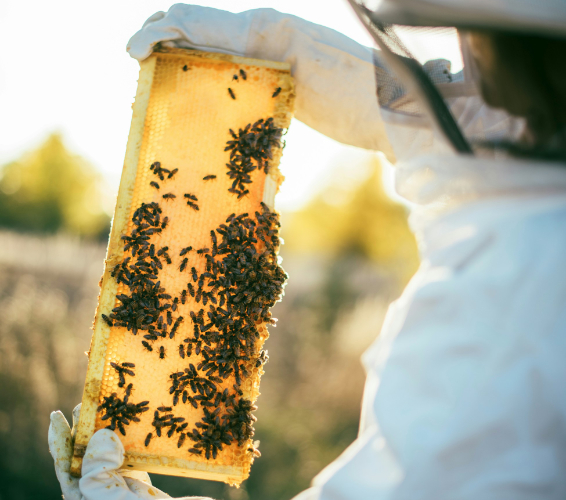 Imkerei. Imker schaut sich Bienenwaben an.