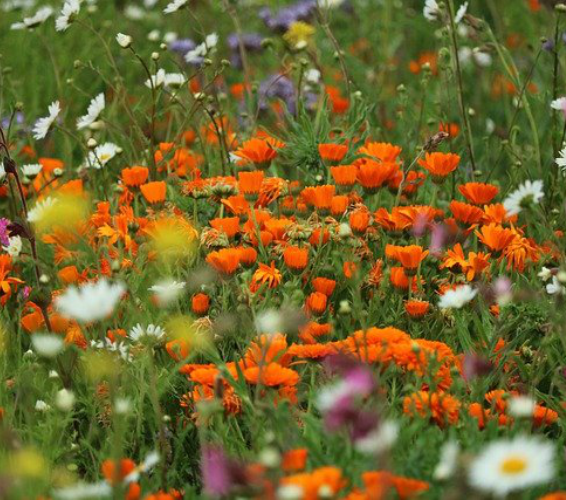 Umweltschutz. Wiese mit bunten Blumen.