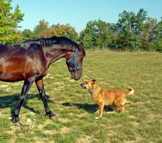 Betriebliche Abläufe und spezifische Aufgaben in Tierhaltung und Tierpflege: EIn Pferd und ein Hund auf einer Wiese