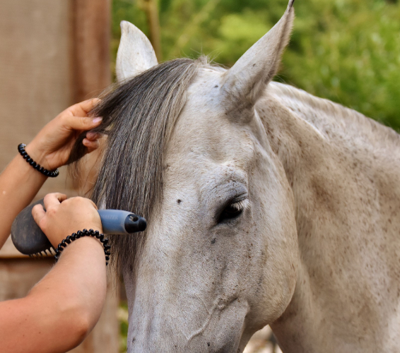 Handwerklich-technische Grundlagen: Pferde pflege