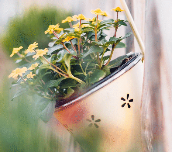 Umgang mit Zimmerpflanzen: Topfblume in einem hängenden Blumentopf