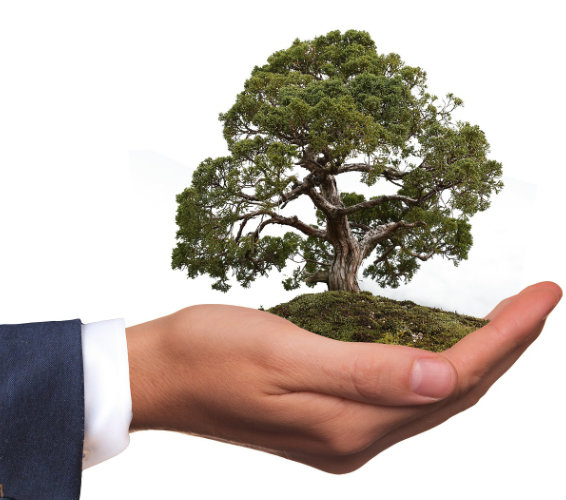 Nachhaltigkeit. Bild von einer Hand mit einem Baum darin.